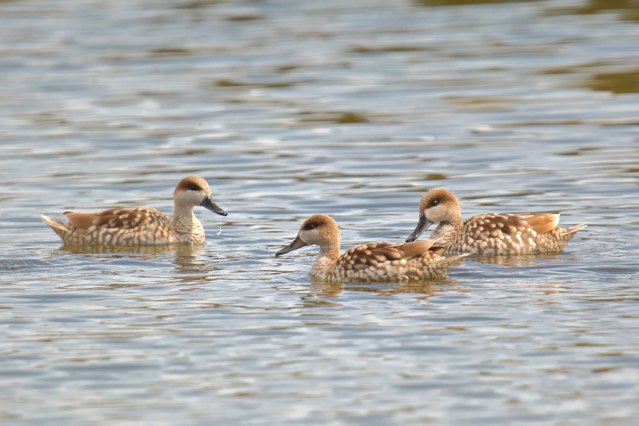 With the financial support of an EU-LIFE18 species protection  - Bild 3